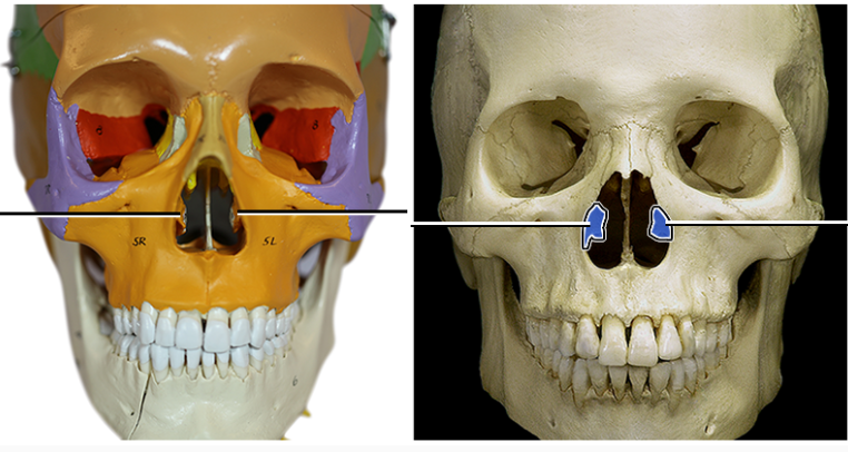 <p>On the lateral sides of the nasal cavity are two small curled bones called _____.</p>