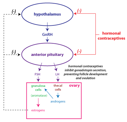 <p>By disrupting the <strong>estrogen/progesterone</strong> balance to <strong>inhibit ovulation</strong>.</p>
