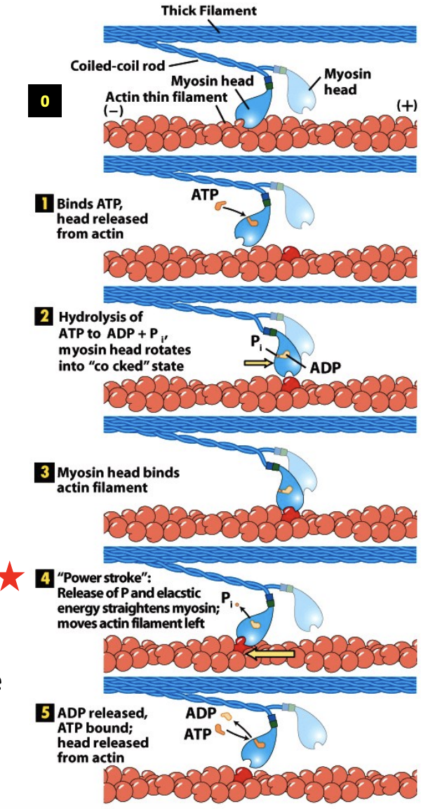 \
* Myosin II complex that is part of a thick filament, 2 heads, 
* Myosin heads act independently, only one head does this process at a time
* Rigor state - at the start of the cycle, the ATP binding site is empty and Myosin head is tightly bound to actin. (0) Head is bent backwards like it is contracting. In muscle this state corresponds to rigor mortis – when muscle is depleted of ATP after death, the muscle becomes stiff because all of the Myosin is bound to actin. 
* ATP binding – when ATP binds to Myosin, the ATP binding cleft closes, which opens the actin binding cleft and weakens the interaction with actin, lets go. (1)
* ATP hydrolysis – after detaching from the actin filament ATP is hydrolyzed to ADP and Pi. This causes a conformational change that moves the head to a new position that is more forward before rebinding the filament to ATP more towards the plus end.(2-3)
* Pi release – As the phosphate is released the Myosin head undergoes a second conformational change called the power stroke that restores Myosin to the rigor conformation. This exerts a force on the actin filament causing it to move relative to the Myosin. (4)
* ADP release – after ADP release the Myosin remains in the rigor state. ATP exchange releases the head from actin (5). The exact nature of each of these steps is still debated .