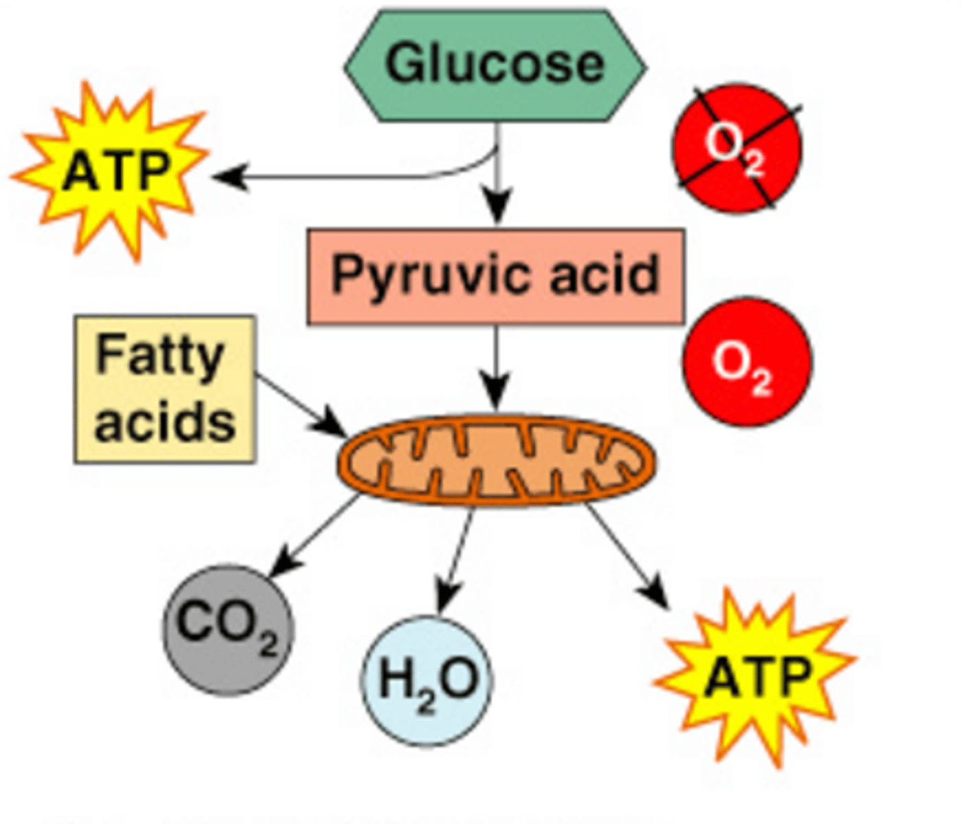 <p>A series of metabolic pathways that occur in the mitochondria; in the presence of oxygen glucose is broken down into to carbon dioxide and water, releasing energy in the form of 36 ATP; provides hours of energy</p>