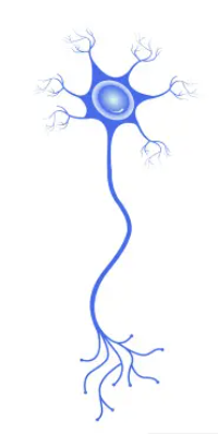 <p>sends messages between motor and sensory neurons. only found in the CNS (lacks the myelin sheath, axons are shorter)</p>