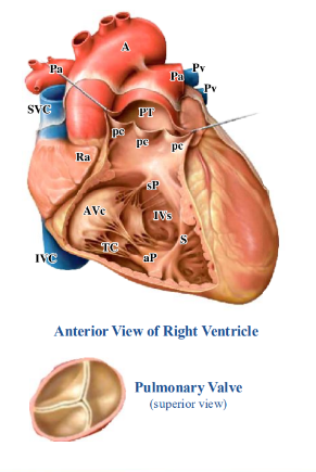 <p>-trabeculae carneae: internal surface of right ventricle near the atrioventricular (tricuspid) valve raised into ridges</p><p>-internal surface of right ventricle approaching the pulmonary valve is smooth</p><p>-right AV (tricuspid) valve composed of three cusps that are anchored to papillary muscles by tendinous cords; papillary muscles are extensions of trabeculae carnae; on right side, three groups of papillary muscles (anterior, septal, and posterior)</p><p>-septomarginal trabecula (moderator band): band of muscle connecting the interventricular septum and the anterior papillary muscle</p><p>-pulmonary valve (type of semilunar valve): composed of three cusps</p>