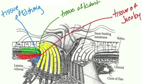 <p>scleral collagen fibers that surround the glial fibers of the tissue of jacoby</p>