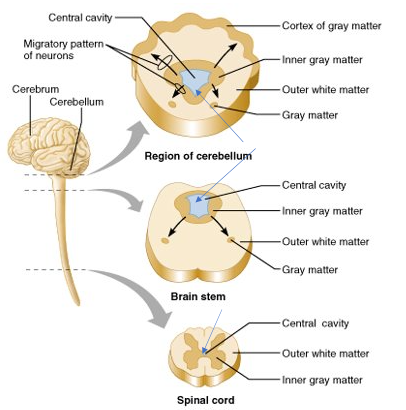 <p>-central cavity surrounded by gray matter core (nuclei)</p><p>-external to grey matter is white matter (myelinated axons)</p><p>-cerebral hemispheres and cerebellum have an outer "bark" or cortex of gray matter&nbsp;</p>