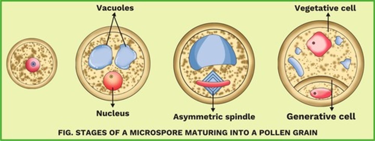 <p>The process through which haploid microspores are formed in the microsporangium.</p>