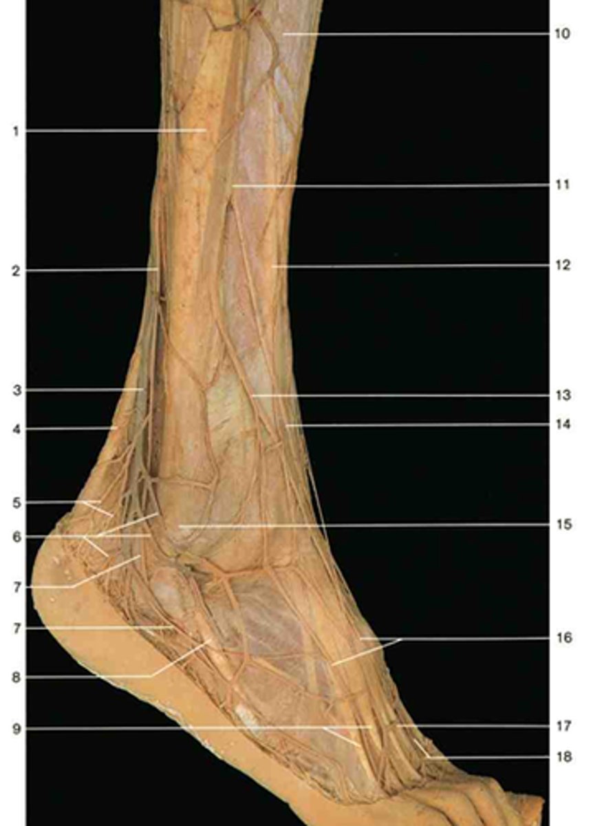 <p>Arising at the fibular head, it travels between the fibularis longus and brevis (innervating them) and emerging in the lower third of the leg, to innervate the skin there. Number 11.</p>