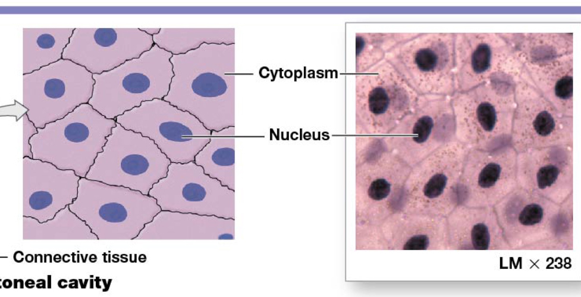 <ul><li><p>Cheek / single layer / flat cells/ connective tissue</p></li></ul>