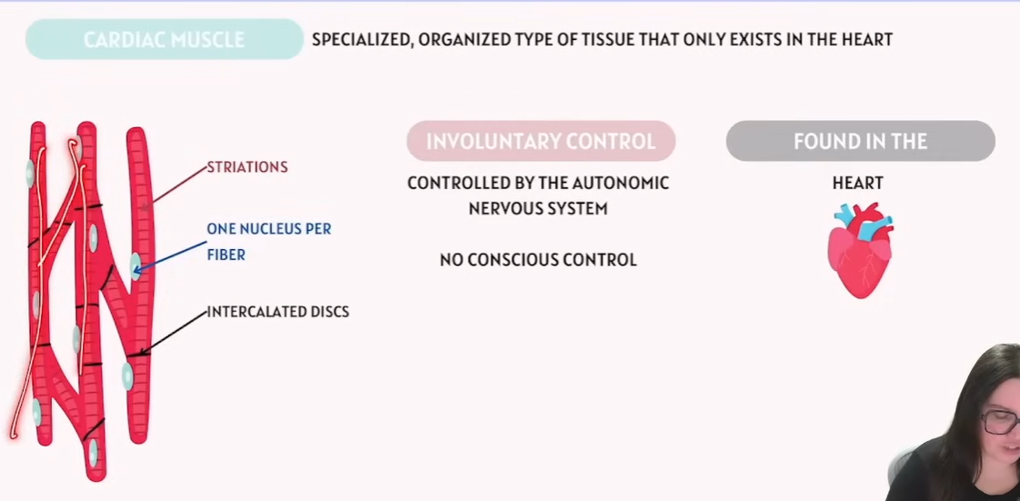<p>(Involuntary)</p><p>Specialized, Organized type of tissue that only exists in the heart.</p><p>Striations: </p><p>Controlled by Autonomic Nervous System</p><p>aka No Conscious control</p><p></p>