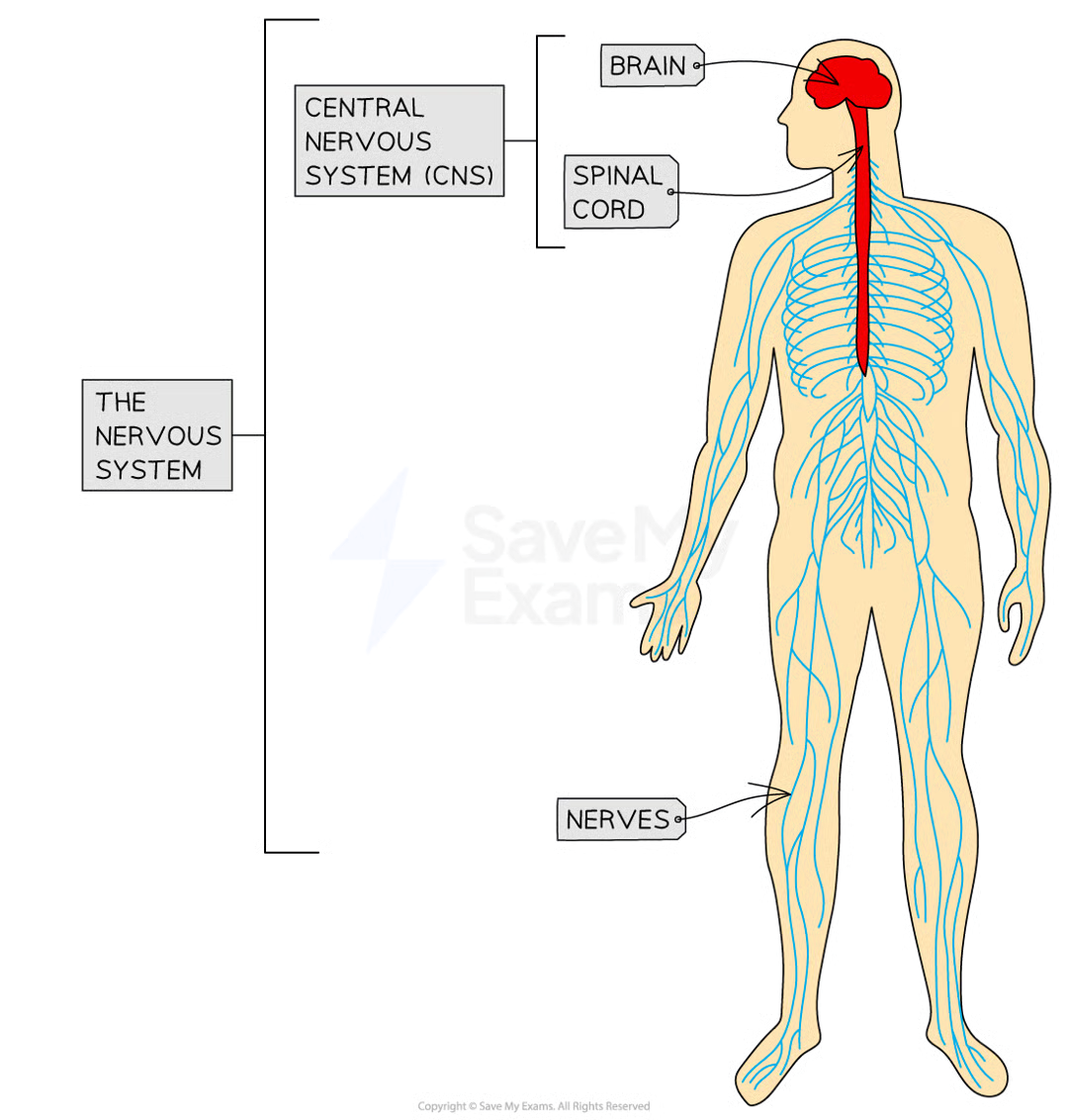 <ul><li><p>information sent as electrical impulses - electrical signals that pass along nerve cells called neurones</p></li><li><p>impulses travel along neurones at very high speeds, allowing rapid responses</p></li><li><p>nervous system coordinates activities of sensory receptors, decision-making centres in the CNS and effectors e.g. muscles and glands</p></li><li><p>nervous system used to control functions that need instant or very rapid responses</p></li></ul><p></p>