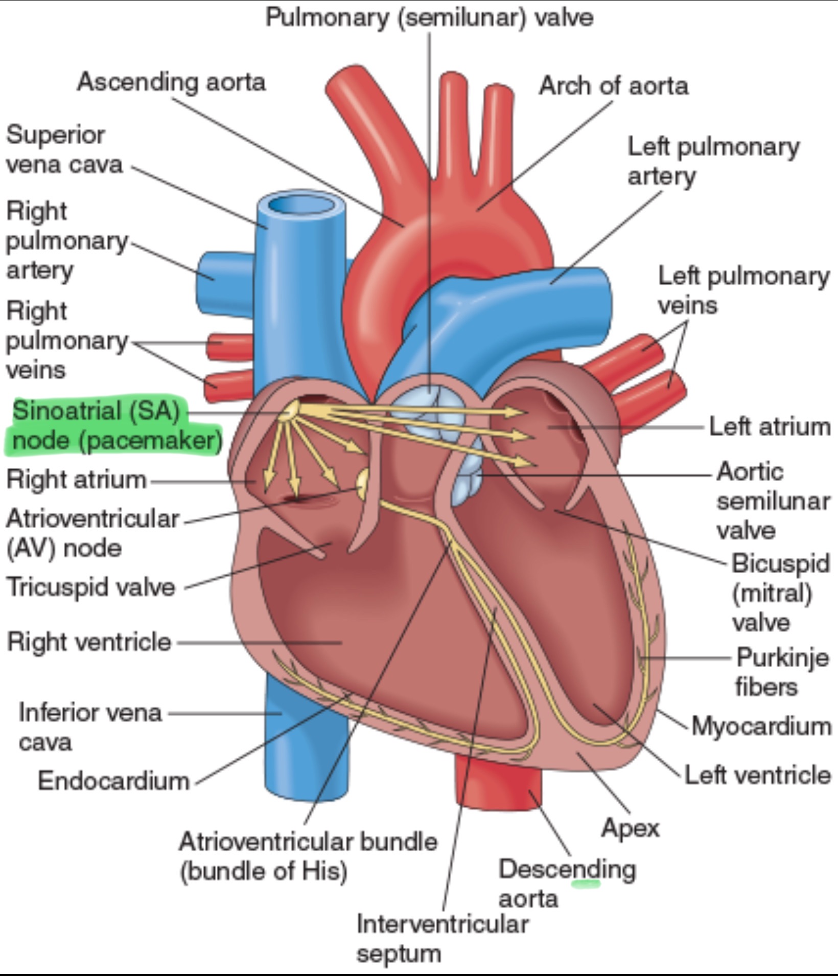 <p>Located in the upper posterior portion of the right atrium at the junction of the superior vena cava and right atrium. It is the site of ORIGIN of the electrical impulse. Pacemaker of the heart.</p><ul><li><p><span>On an ECG, the SA node's activity is seen as the </span><strong>P wave</strong><span>, which shows the electrical signal spreading through the atria and causing them to contract. </span></p></li></ul><p></p>