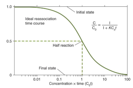 <p>rate of renaturation of depends on:</p><ul><li><p>length&nbsp;</p></li><li><p>concentration</p></li><li><p>repeated sequences</p></li></ul><p>the rate that a sequence reassociates is proportional to the number of times it is found in the genome</p><p>Cot Curve: plot of % DNA reassociation vs. Cot value that reflects the complexity of the genome</p><p></p>