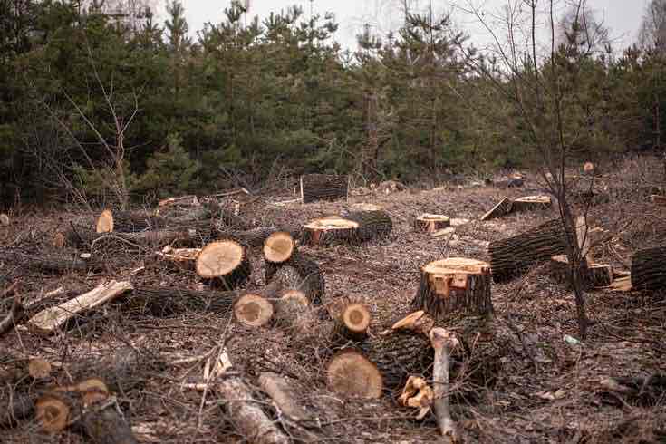 <p>Deforestation</p>