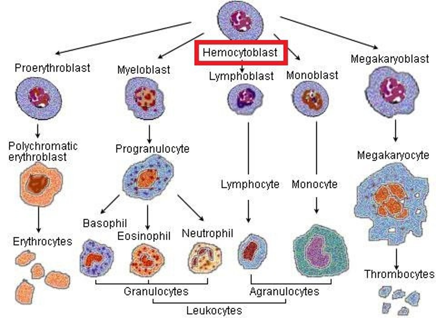 <p>Also called hemocytoblasts (meaning "blood cell bud"); these stem cells differentiate into the 3 types of blood cells</p>