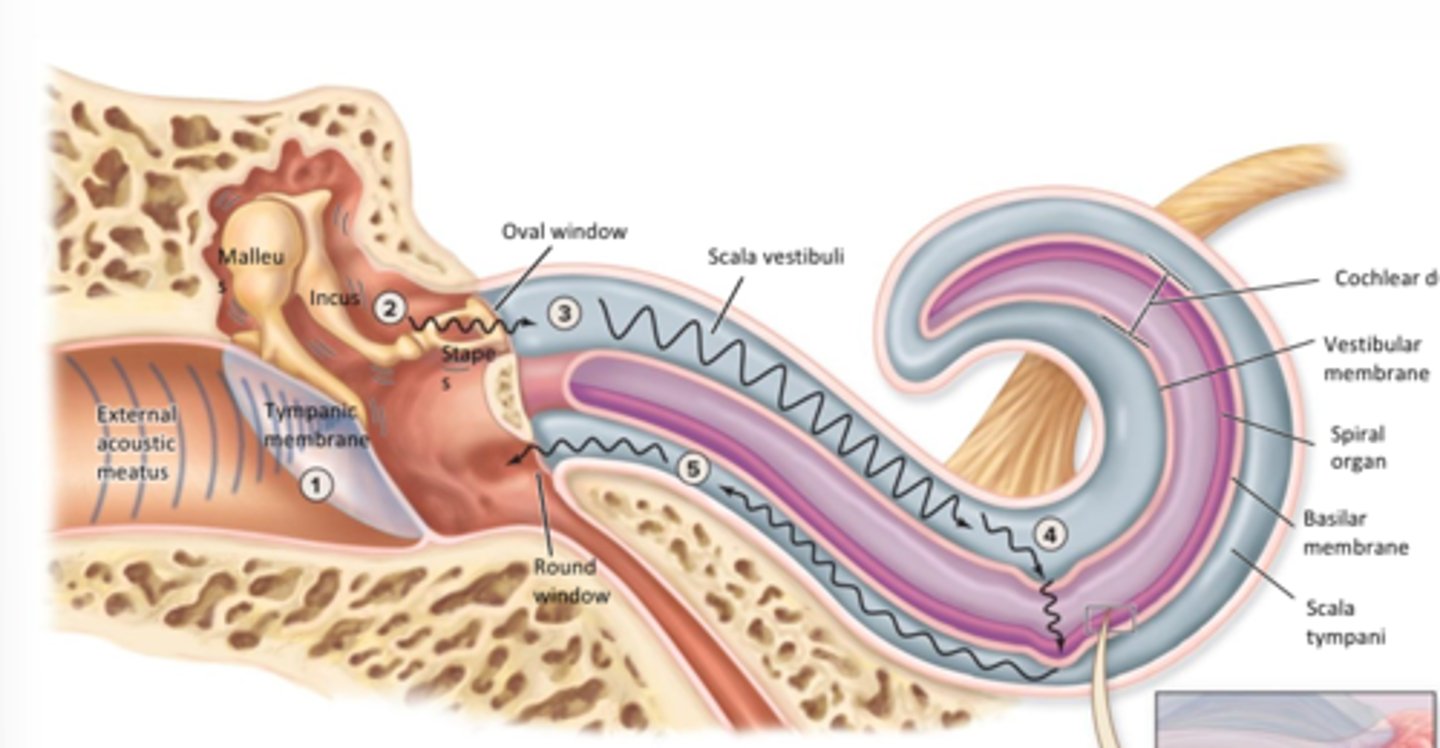 <p>the stapes at the oval window generates pressure waves in the perilymph within the scala vestibule</p>