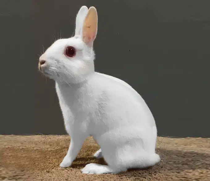 <p>What Breed Am I?</p>