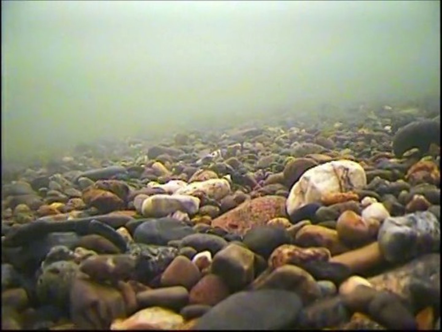 <p>loads transported along bottom of channel; particles are too large to be in suspension;</p>