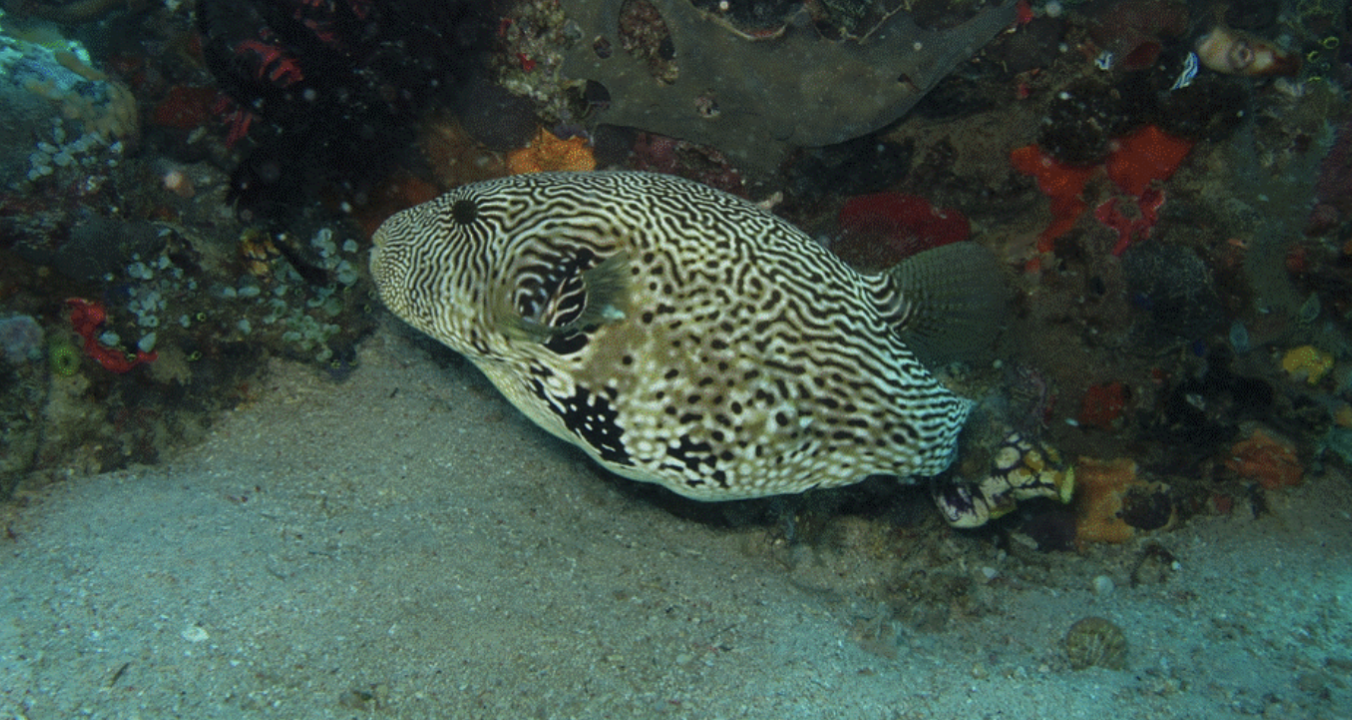 <p>tetraodontidae</p>