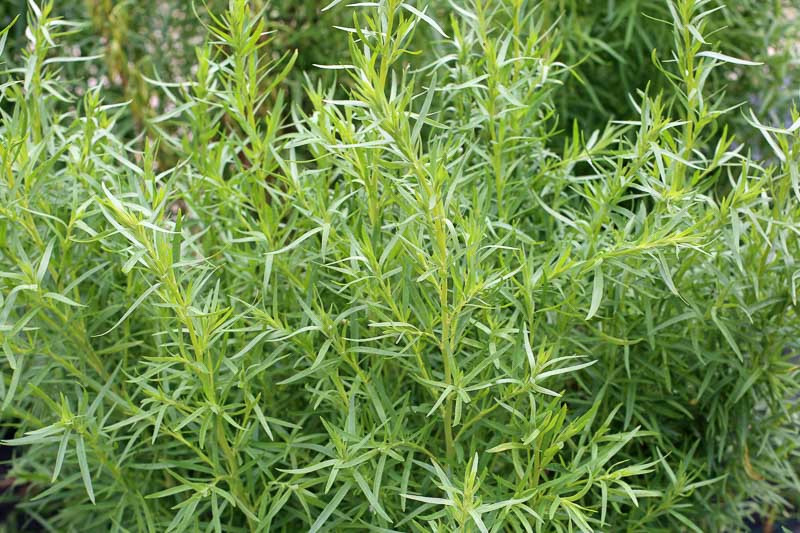<p>Tarragon</p>