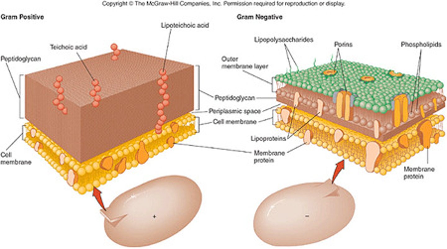 <p>-one major layer</p><p>-composed to peptidoglycan, teichoic acid, lipoteichoic acid, mycelia acids, and polysaccharides</p><p>-no outer membrane</p><p>-narrow periplasmic space</p><p>-penetrable to molecules</p>