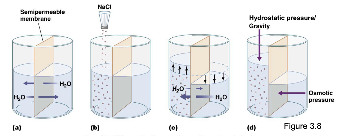 <p>Pressure generated by water moving based on osmolarity</p>