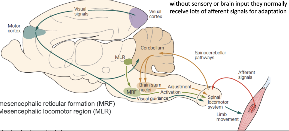 <p>Can sensory input alter the properties of centrally generated motor patterns?</p>