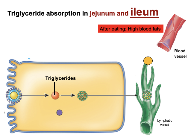 <p>• Fatty acids and monoglycerides diffuse into enterocytes.<br>• Inside the enterocyte, they are reassembled into triglycerides.<br>• Triglycerides are packaged and enter the lymphatic system.<br>• They are eventually delivered to the bloodstream.</p>