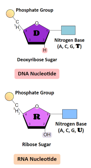 <ul><li><p>similar to DNA but Thymine is replaced with Uracil</p></li><li><p>RNA forms a single strand encoding for portions of the genome - it is much shorter than DNA.</p></li><li><p>RNA is usually single-stranded but can form loops via complementary base pairing</p></li></ul>