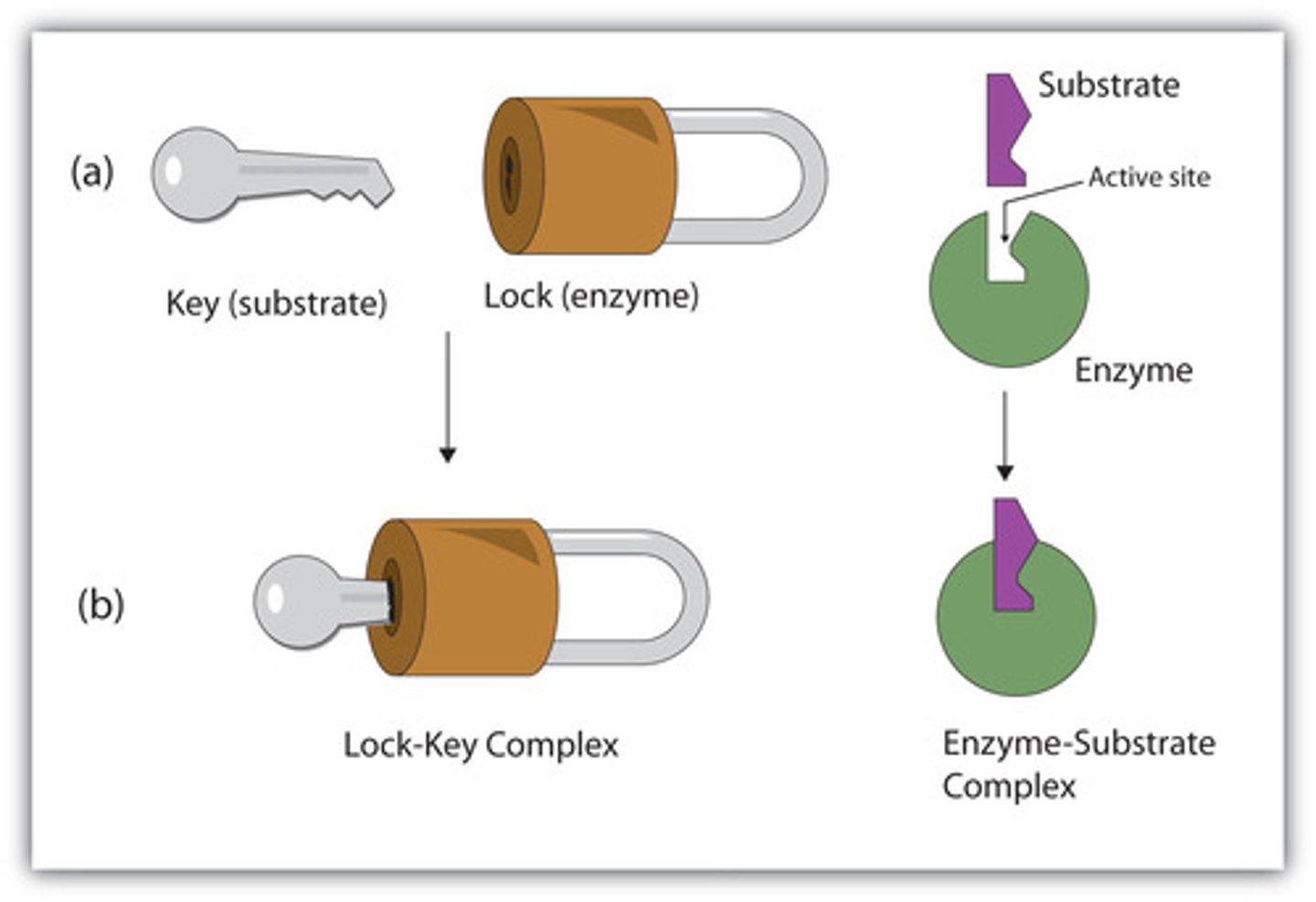 <p>Enzyme and substrate fit exactly to form the enzyme-substrate complex</p>