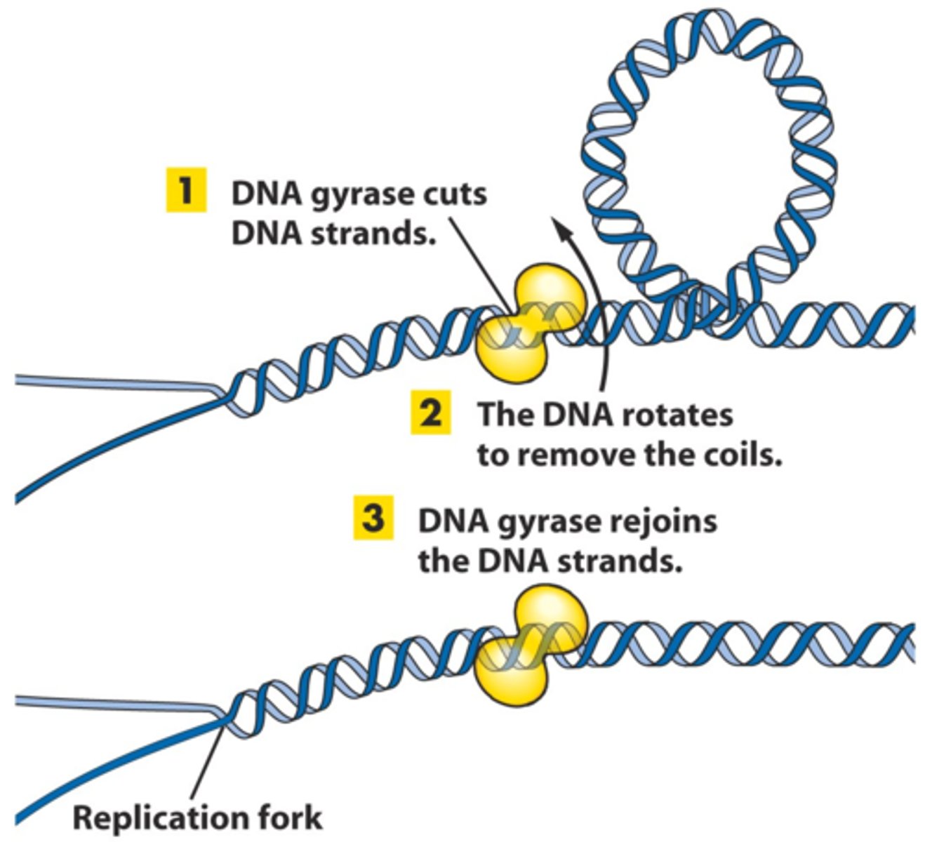 <p>removes supercoiling in the DNA helix</p>