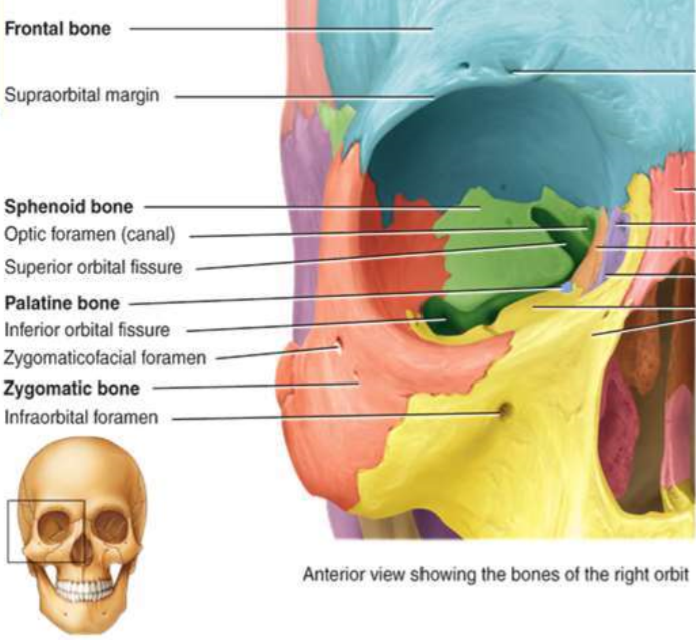 <ul><li><p>paired; forms part of cheekbones</p></li><li><p>also form lateral wall and floor of each orbit</p></li><li><p>temporal process articulates with zygomatic process of temporal bone = together forms zygomatic arch</p></li></ul>