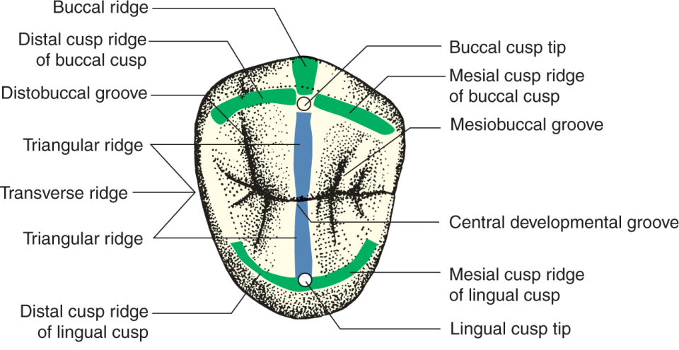 <p>Triangular Ridge </p><ul><li><p>Main ridge on each cusp that run from tip of the cusp to central part of occlusal surface</p></li></ul><p>Transverse Ridge</p><ul><li><p>Union of 2 triangular ridges, buccal and lingual, that CROSS the occlusal surface </p></li></ul><p></p>