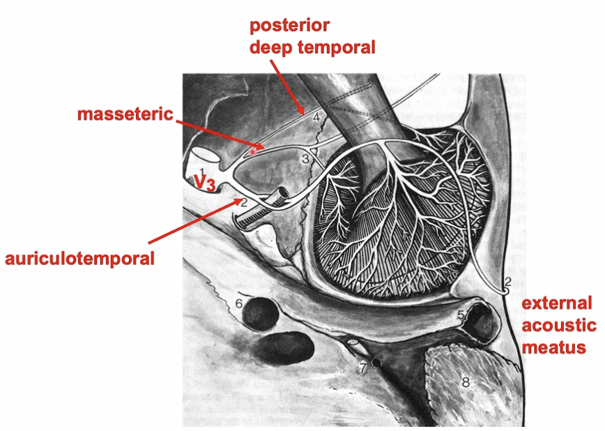 <p><span>What muscles do the masseteric and posterior deep temporal nerves innervate?</span></p>