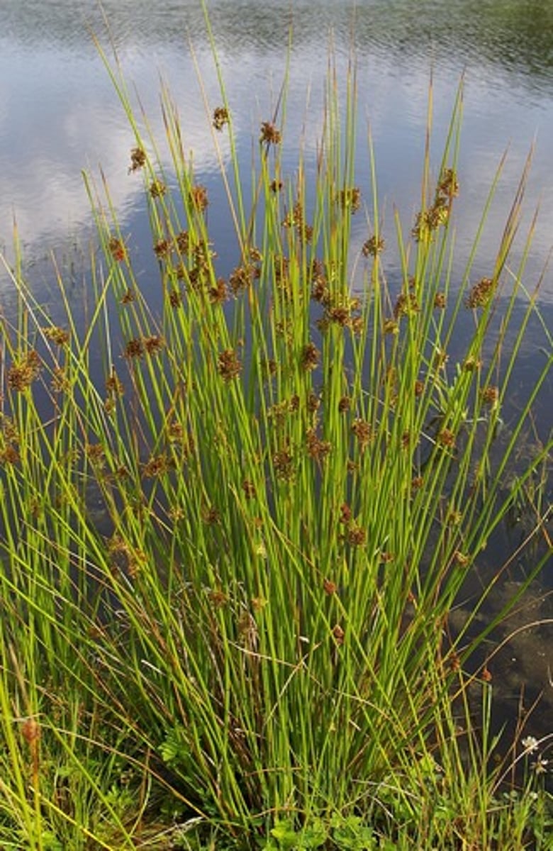 <p>wetlands/alpine areas</p><p>Stems: round and solid (not hollow) open sheath</p><p>"rushes are round"</p><p>Flowers: perf, radial, very small but actual flowers</p><p>Fruit: capsules - multi seed</p>