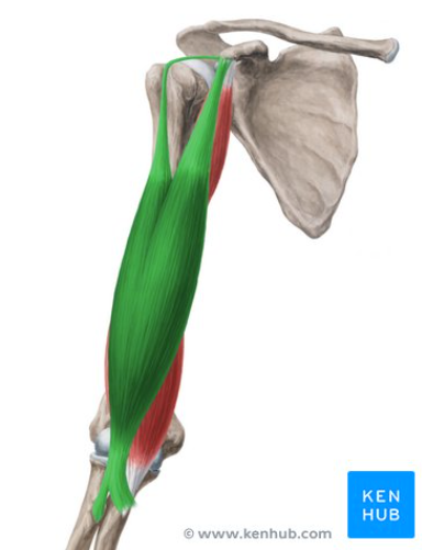 <p>What is this muscle called?</p>