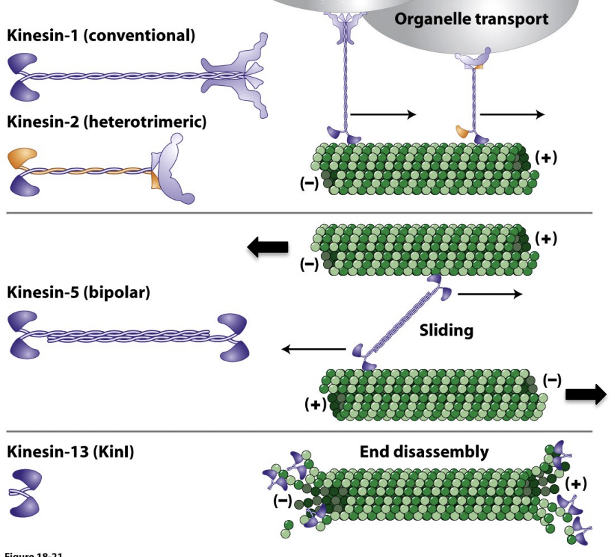 \
* Conventional Kinesin was the first Kinesin discovered and is the best characterized. 
* It consists of two heavy chains and two light chains. The motor domain head is located at the N-terminus of the heavy chain and is followed by the neck domain and the α-helical coiled-coil tail (stalk) domain. 
* Unlike the non-muscle Myosin II light chains, Kinesin light chains mediate interaction of Kinesin with membrane vesicles.
* 2 kinesin 5 can interact and form a bipolar structure, this causes microtubule sliding, microtubules are antiparallel, slide in opposite directions
* Kinesin 13 not used for walking, drives depolymerization of microtubules