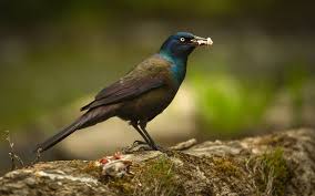 <p>What bird is this?</p>