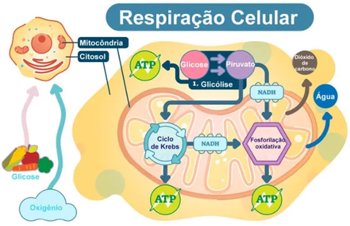 <p>a) No citossol.</p><p>A glicólise é uma etapa anaeróbia da respiração celular que ocorre no citosol</p>