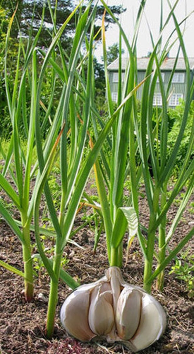 <p>Garlic fighters of microbes, HTN and lipids!</p><p>Part Used: Bulb, oil of garlic</p><p>Actions: Antimicrobial (fungal, protozoal, bacterial), hypotensive, hypolipidemic</p><p>Indications: hypercholesterolemia, hyperlipidemia, HTN, URIs, intestinal parasides </p><p>may potentiate the actions of anticoagulants</p>