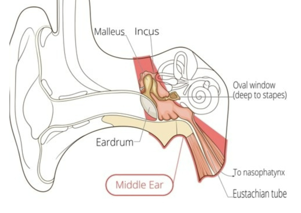 <ul><li><p>tympanic membrane</p></li><li><p>ossicles</p></li><li><p>muscles</p></li><li><p>nerves</p></li><li><p>eustachian tube</p></li></ul><p></p>