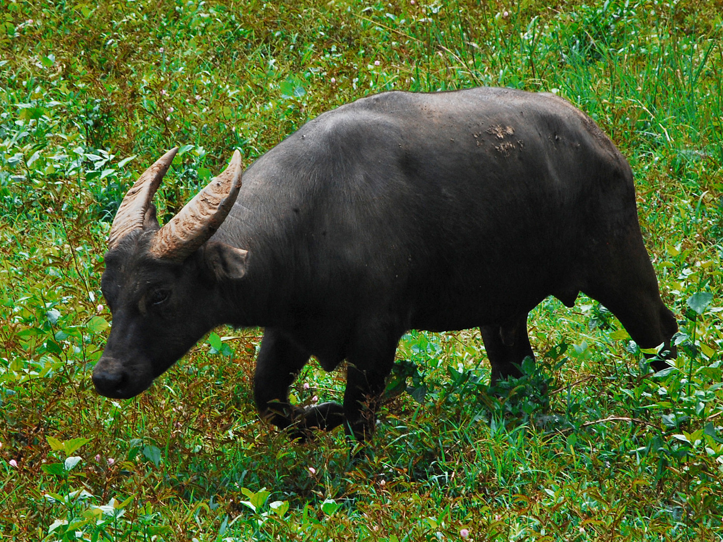 <p>A swamp type of buffalo used primarily for draft and meat purposes.</p>