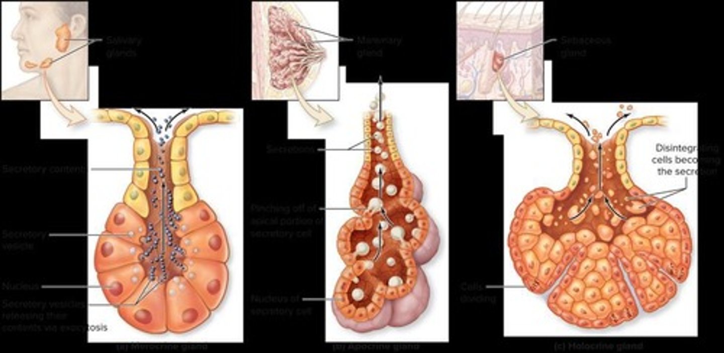 <p>Can be classified anatomically and physiologically.</p>