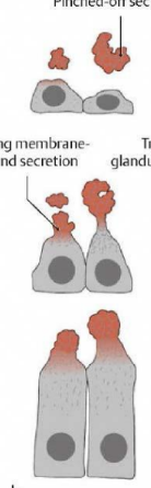 <p>what type of secretion is this </p>
