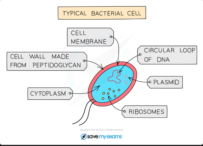 <p>Bacteria are:</p><ul><li><p><strong>Single-celled organisms</strong></p></li><li><p>They have a <strong>cell wall, cell membrane cytoplasm AND plasmids</strong></p></li><li><p>They <strong>lack a nucleus</strong> but contain circular DNA</p></li><li><p>They lack <strong>Mitochondria </strong>and have <strong>NO membrane bound organelles</strong></p><p></p></li></ul><p></p>