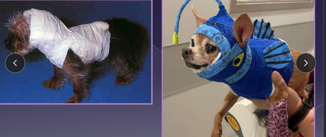 <p>Atlantoaxial Instability (AA)</p>