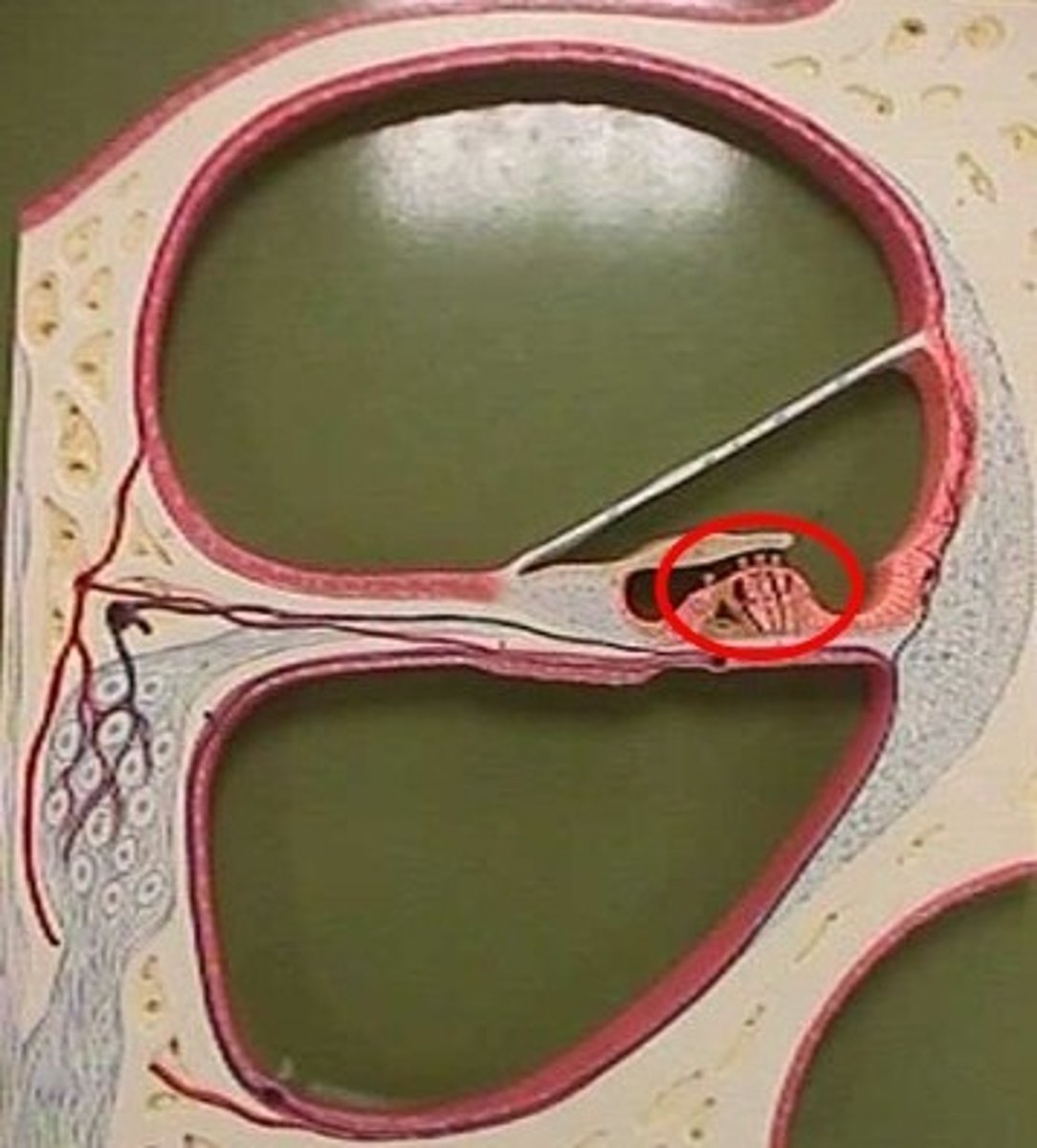 <p>section of cochlea</p>