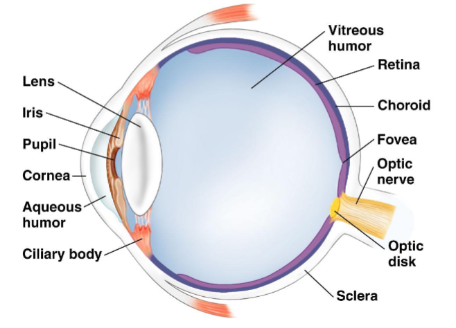 <p><span><span>Structure of the vertebrate eye</span></span></p>