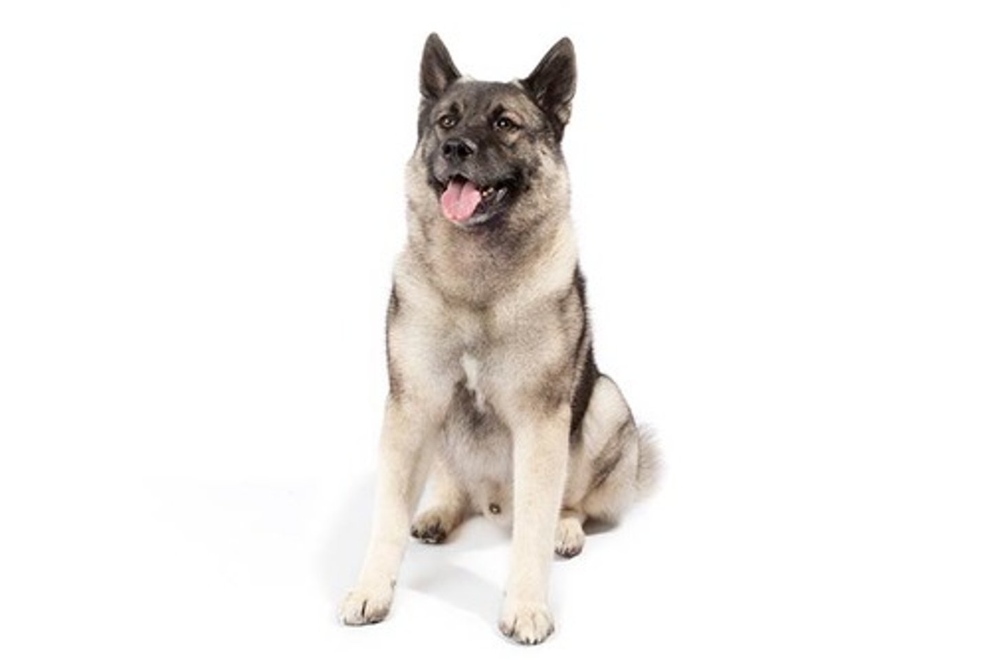 <p>Friendly, Confident, Dependable</p><p>AKC Breed Popularity: Ranks 94 of 194</p><p>Height: 20.5 inches (male), 19.5 inches (female)</p><p>Weight: 55 pounds (male), 48 pounds (female)</p><p>Life Expectancy: 12-15 years</p><p>Group: Hound Group</p>