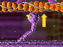 <p>What stage of the sliding-filament model is shown here?</p>