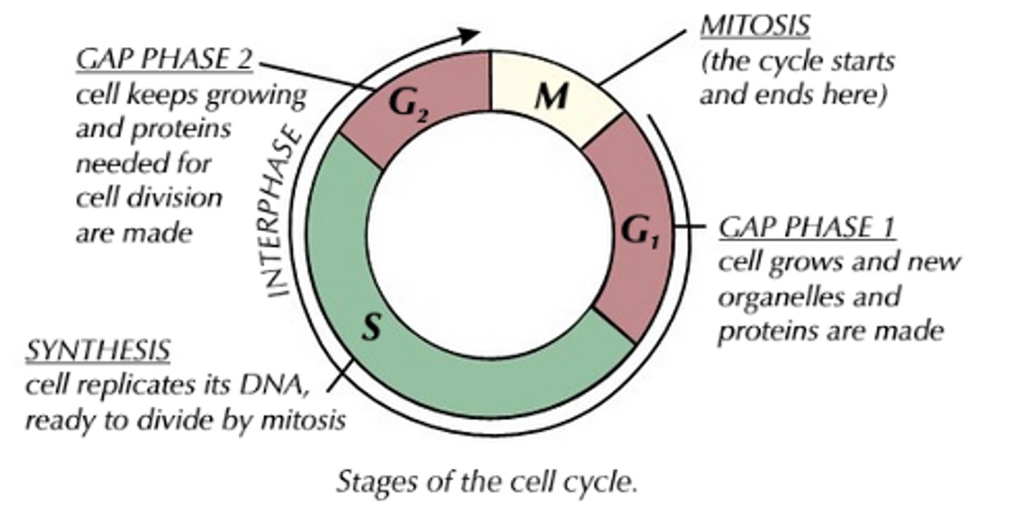 <p>- In multicellular organisms, not all cells keep their ability to divide, but ones that do, follow a process called the cell cycle.<br>-The cell cycle starts when a cell has been produced by cell division and ends with the cell dividing to produce two identical cells.<br>- The cell cycle consists of a period of cell growth and DNA replication, called interphase, and a period of cell division, called mitosis.</p>