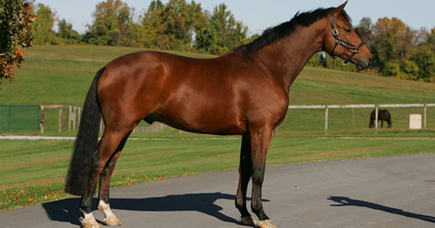 <p>what horse is considered a lighter version of a draft horse and can have characteristics of both hot and cold breeds that are commonly used for showing and sport</p>